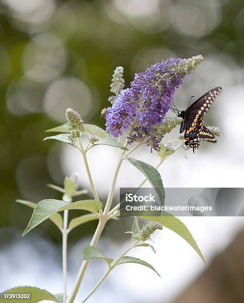 Photo libre de droit de Papillon banque d'images et plus d'images libres de droit de Buddleia - Buddleia, Fleur - Flore, Insecte