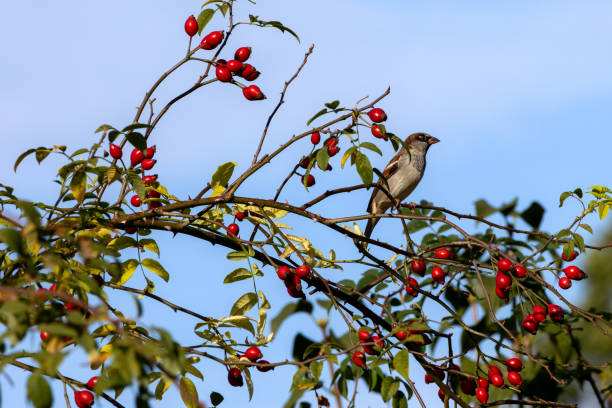 istock Sparrow is considered the most common bird in the human environment 1739135315