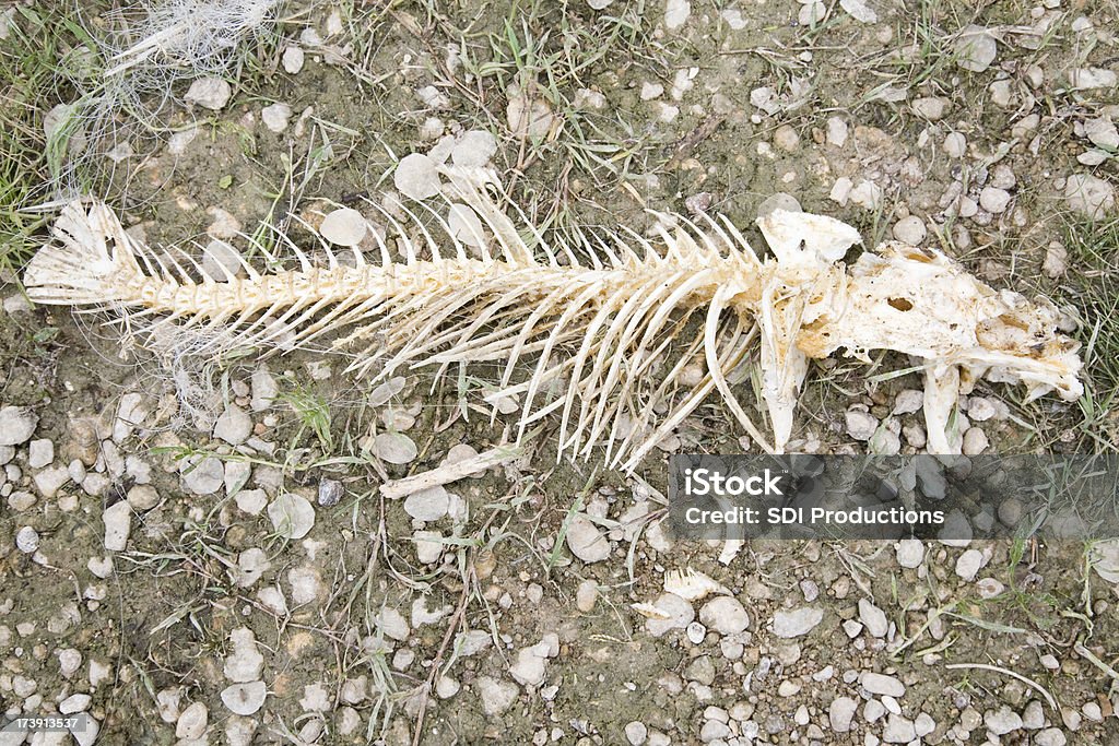 Pescado esqueleto en la planta baja - Foto de stock de Aire libre libre de derechos