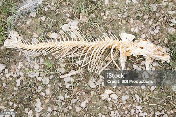 Pescado Esqueleto En La Planta Baja Foto de stock y más banco de imágenes de Aire libre - Aire libre, Animal, Animal muerto