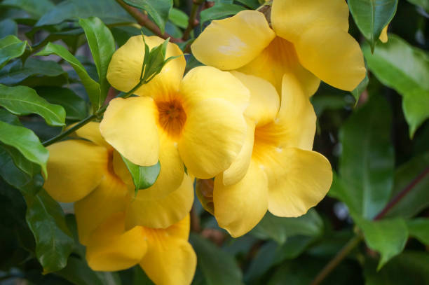 istock Beauty yellow Allmanda flower. 1739135714