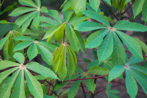 istock Cassava Leaves Plant or Cassava Leaves. 1739136441