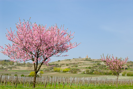 A ruin in the background of some almond trees. Between are grape-vines.Winery