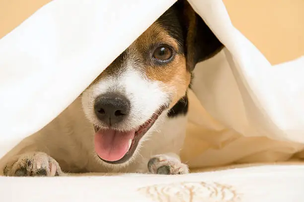 A Jack Russel Terrier being playful under white sheets. 