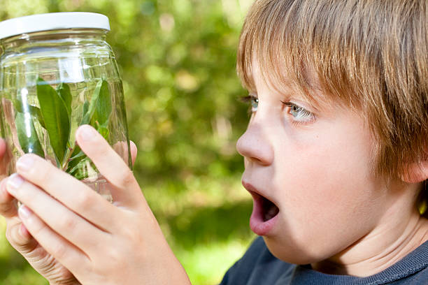Glass Insect Discovery 60+ Child Insect Science Jar Stock Photos, Pictures & Royalty-Free ...