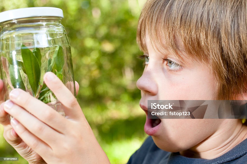 Elementar de idade menino, criança aluno. Ciência descoberta. Admiração inseto pote de vidro. - Foto de stock de 10-11 Anos royalty-free