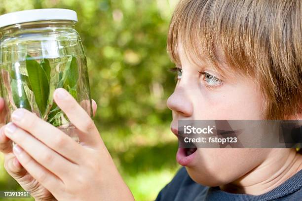 Foto de Elementar De Idade Menino Criança Aluno Ciência Descoberta Admiração Inseto Pote De Vidro e mais fotos de stock de 10-11 Anos
