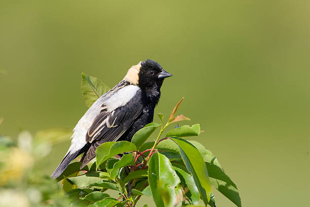 triste-pia blackbird - plum imagens e fotografias de stock