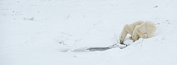 istock Polar Bears Drinking from Frozen Lake 173914157