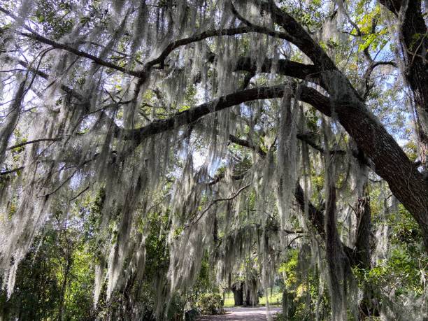 istock Forest in Charleston, South Carolina 1739143632