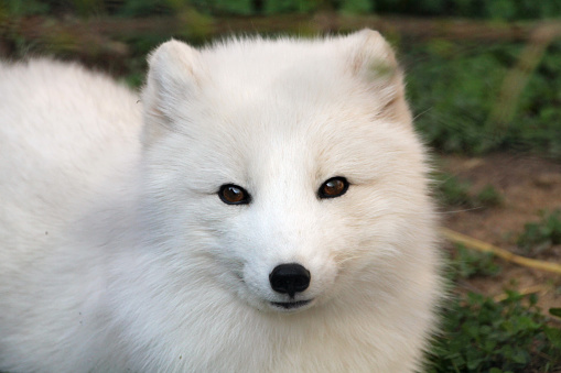 Beautiful arctic fox at the zoo