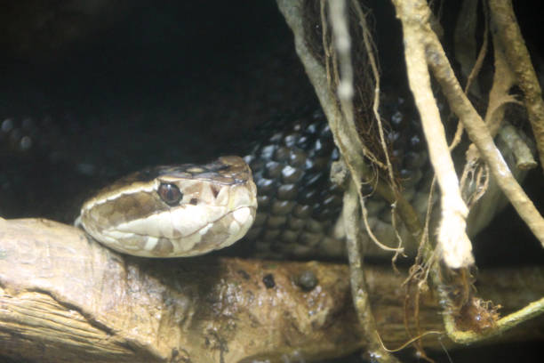 istock Timber rattlesnake perched on a branch 1739144161