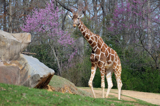 Giraffe enclosure at the zoo