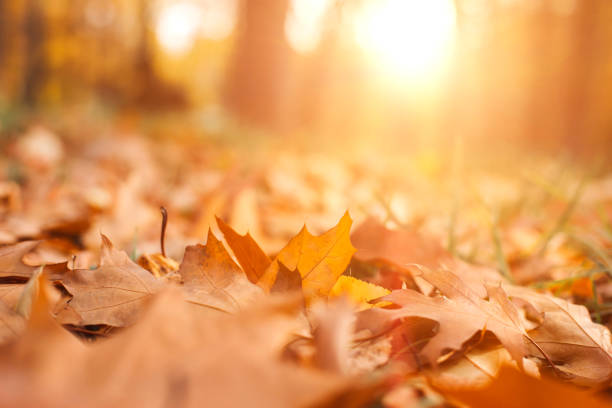istock Autumn yellow oak, maple and birch leaves on the ground. Autumn fall background 1739145904