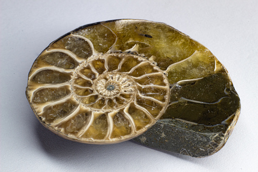 Replica of an ammonite fossil as a garden feature