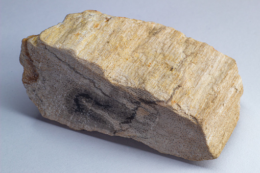 Petrified wood, 20 million years old wood. Wood turned into stone