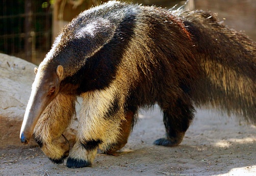 A closeup of an anteater at a zoo