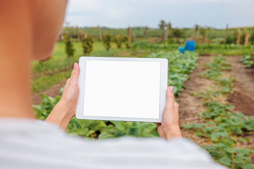 Caucasian woman taking a picture of plants in her garden with a tablet in order to check the status of the cabbage