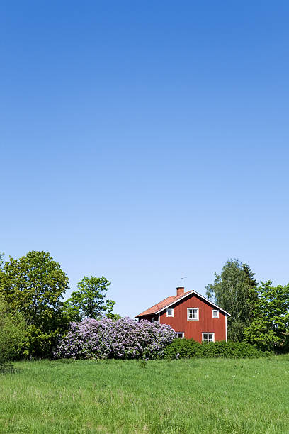 Stockholm, Sweden - May 2nd 2025: A charming red wooden house with white trim, set against a clear blue sky. The house features a sloped roof and is surrounded by greenery and blooming yellow flowers.