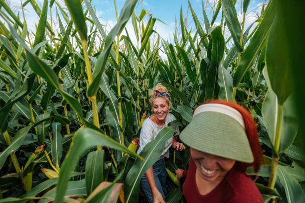 istock Women laughing and running through the corn field together 1739146902