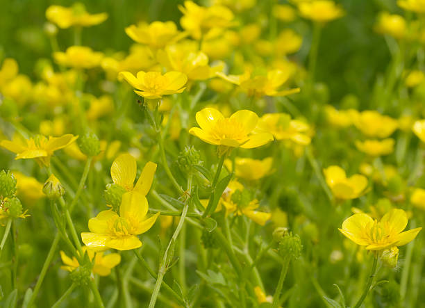 istock Meadow with Hairy Buttercup (Ranunculus sardous) 173914711