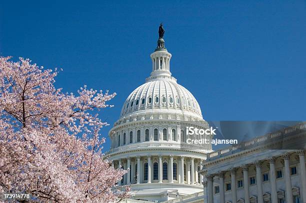 Kirschblüten Nos Capitol Hill - Fotografias de stock e mais imagens de Primavera - Estação do ano - Primavera - Estação do ano, Capitólio - Capitol Hill, Washington DC