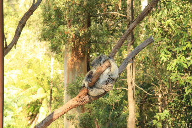 This arboreal herbivorous marsupial Koala bear native of Australia, sleeping on a eucalyptus tree