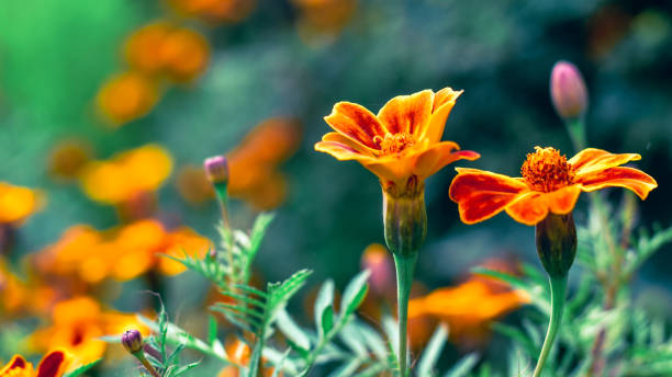 istock orange flower pictures 1739148423