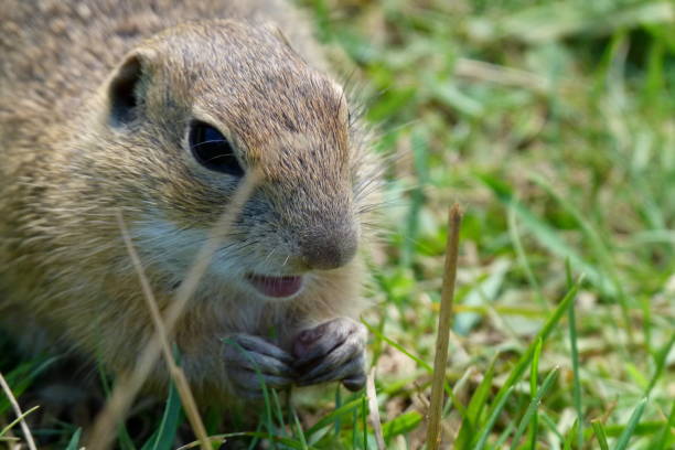 istock Wild ground squirrels tamed by humans. 1739148588