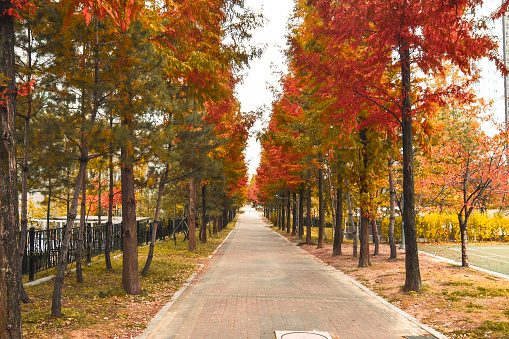 spring in korea