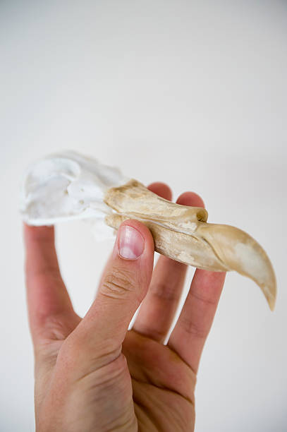 istock Skull of albatross held in human hand 173915284