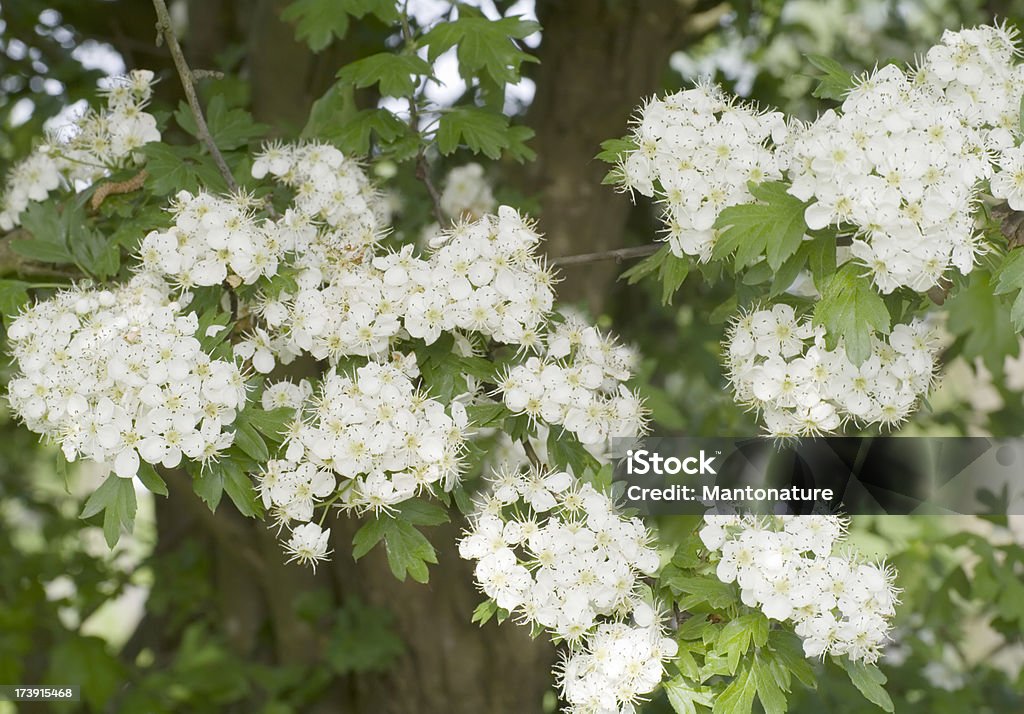 Blossoms of Hawthorn (Crataegus monogyna) or May Blossom Shrub or small Tree, 2-10m tall, branches usually spiny. Leaves wedge shaped, deeply 3-7 lobed. Flowers white or sometimes pinkish, 8-15mm, styles generally 1. Berry red with a mealy exterior, 8-10mm, oval in outline, containing a single Stone fruit. Backgrounds Stock Photo