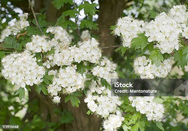 Blossoms Of Hawthorn Or May Blossom Stock Photo - Download Image Now