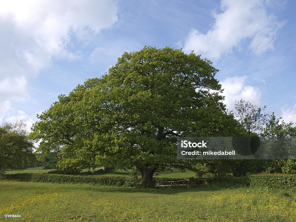 Maestoso Oak - Foto stock royalty-free di Adulto in età matura