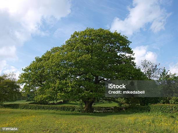 Maestoso Oak - Fotografie stock e altre immagini di Adulto in età matura - Adulto in età matura, Albero, Cielo