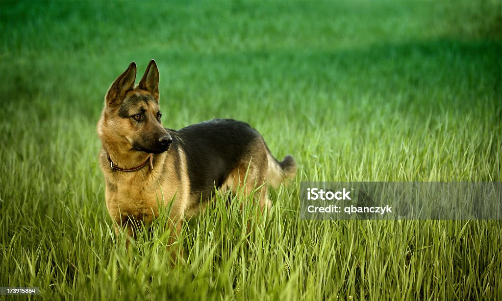Alsaziana cane nell'erba profonda. - Foto stock royalty-free di Pastore Tedesco