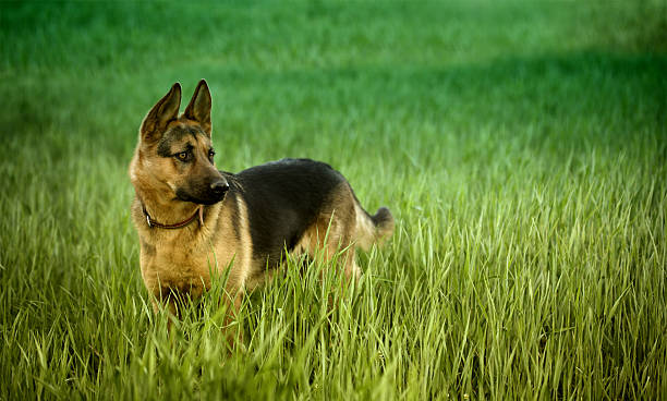 Alsatian dog in the deep grass. stock photo