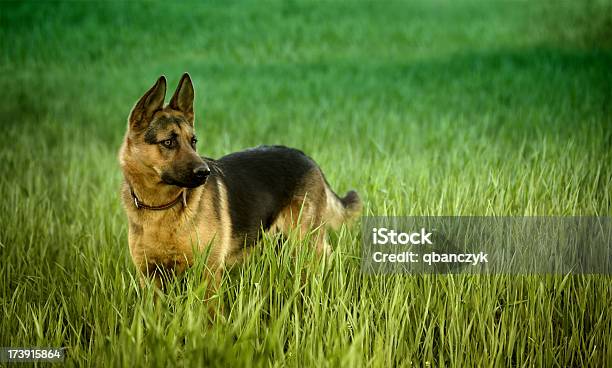 Alsatian Cão Na Relva Profunda - Fotografias de stock e mais imagens de Cão pastor alemão - Cão pastor alemão, Animal, Animal Doméstico