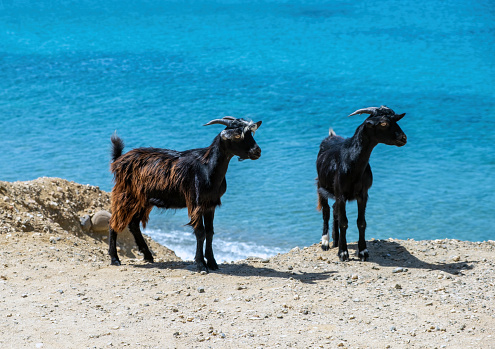 Goat at beach. Two male horned animal, black and black brown color standing on soil ground over blue calm sea background. Summer sunny day.