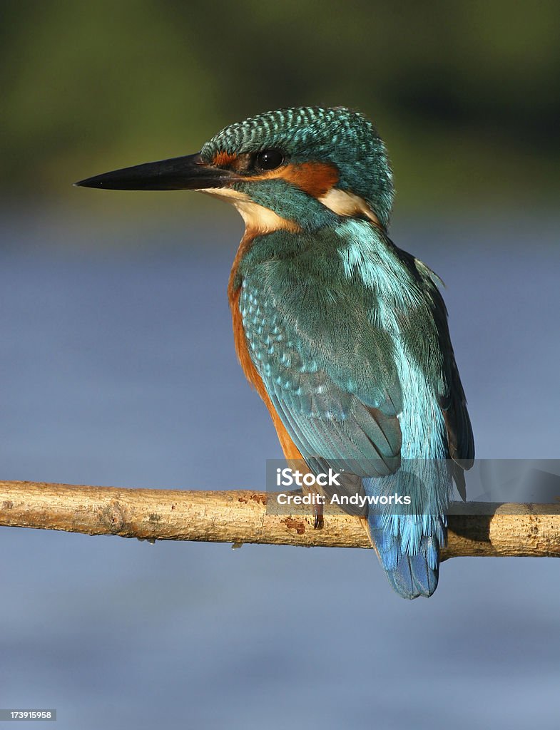 Eisvogel (Alcedo Atthis - Lizenzfrei Bunt - Farbton Stock-Foto