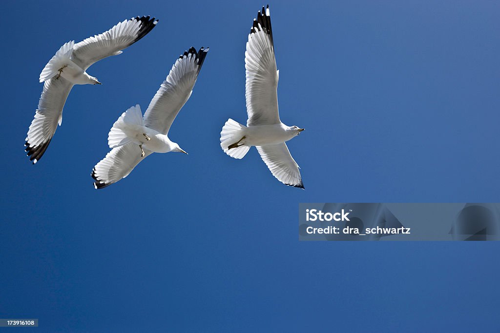 Mare gulls volare nel cielo blu - Foto stock royalty-free di Ala di animale