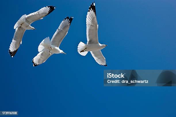 Mare Gulls Volare Nel Cielo Blu - Fotografie stock e altre immagini di Ala di animale - Ala di animale, Ambientazione esterna, Ambientazione tranquilla