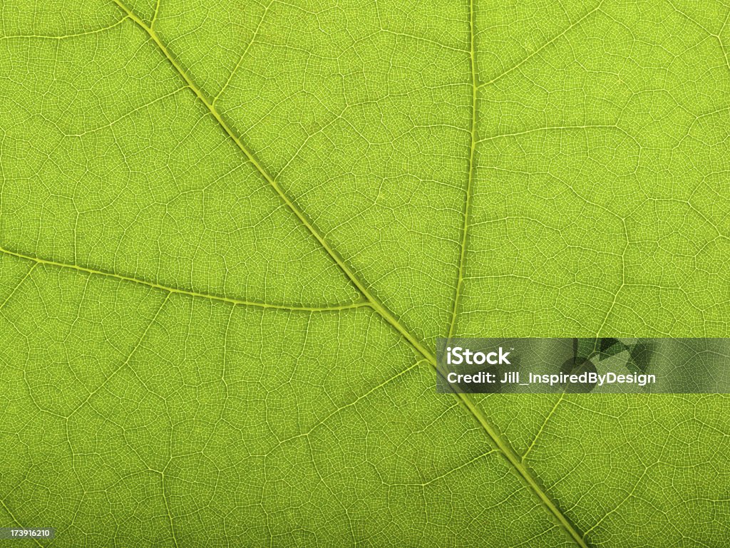マクロオークの葉春 - 拡大イメージのロイヤリティフリーストックフォト