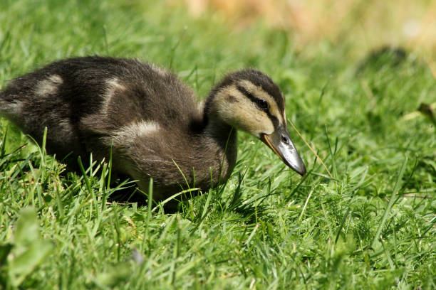 istock A baby duckling walking around in the grass 1739162668