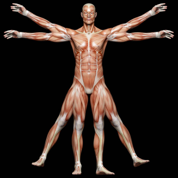 Muscles of a vitruvian man for study "Human body of a Vitruvian man (Leonardo da Vinci) for study, only muscles, on front view, great to be used in medicine works and health. Isolated on a black background.Similar images:" 3d human muscle stock pictures, royalty-free photos & images
