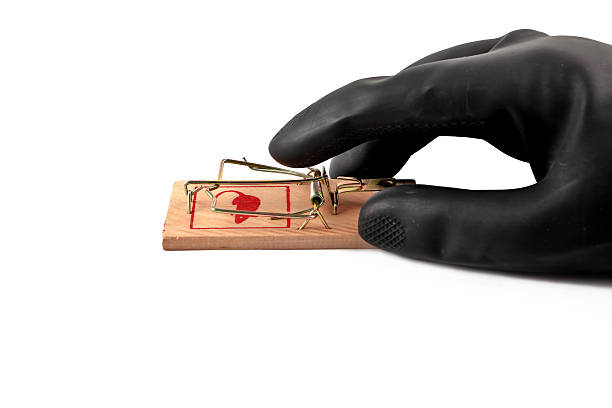 exterminator laying a mouse trap stock photo