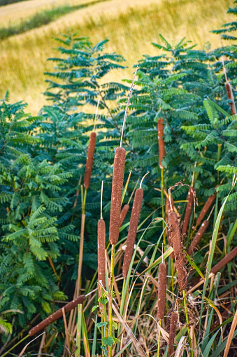 A closeup shot of reed plants in a swampy area, Kocani,  Macedonia