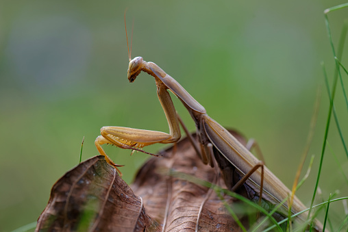 Closeup of a green praying mantis, South Africa