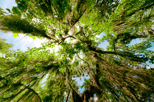 Bottom view of oak trees in Georgia.