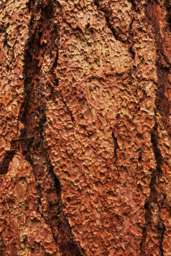 Wet pine tree bark pattern in woods following rain shower.